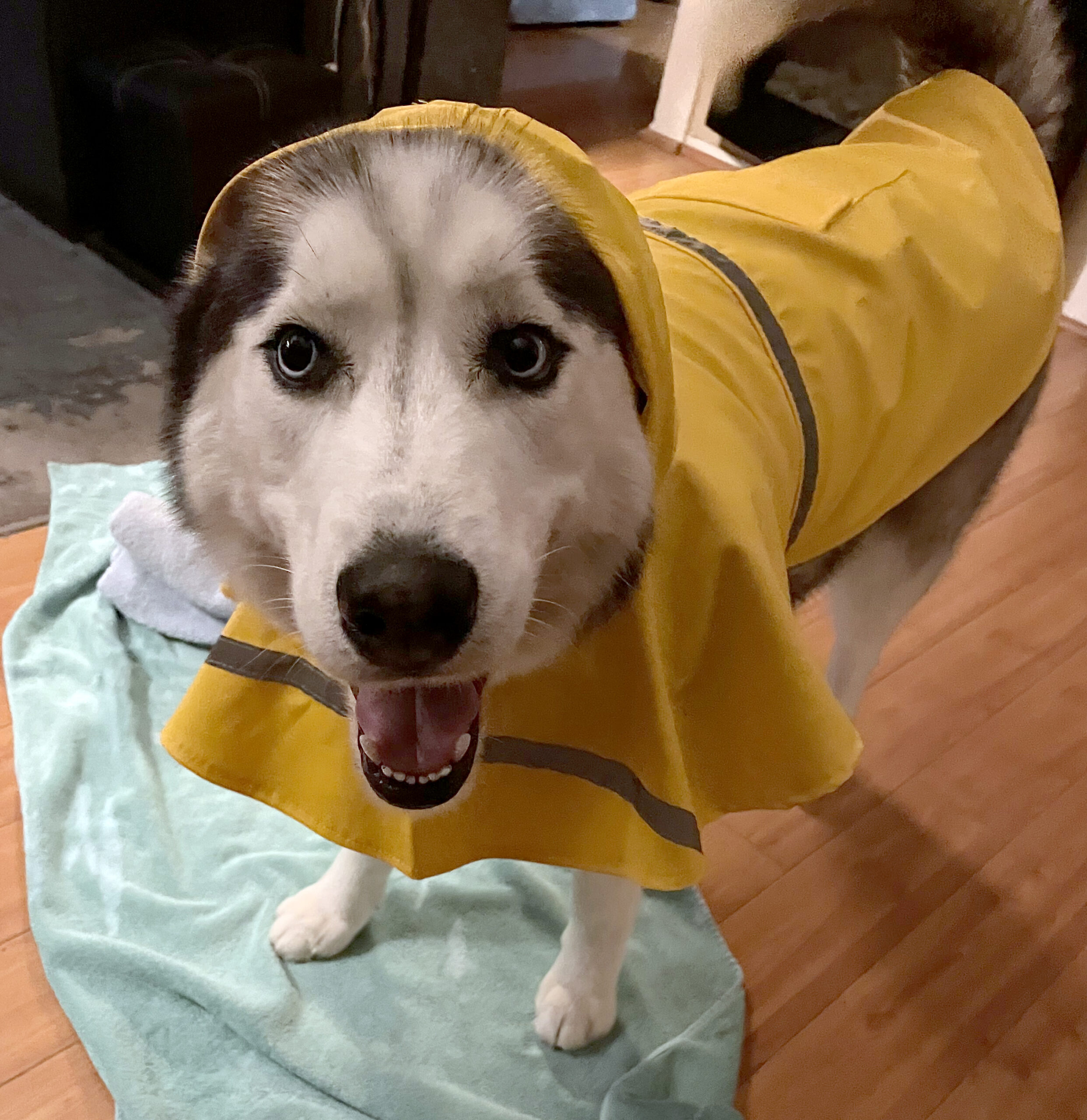 Marble’s Raincoat